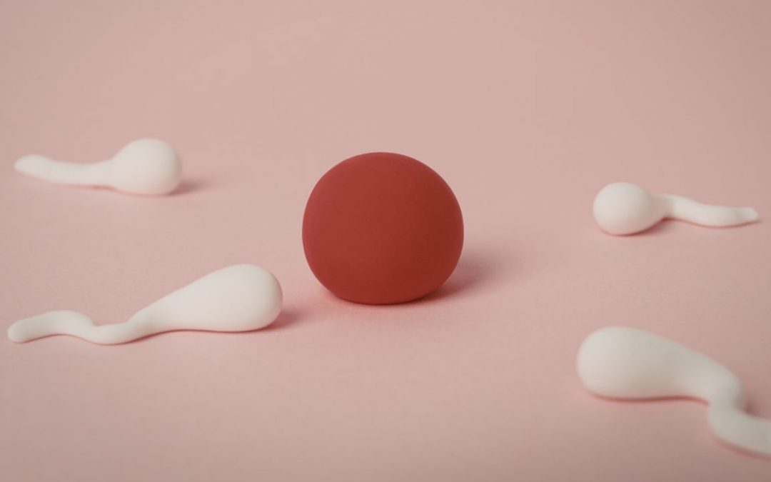 Southern California Surrogacy's egg donor program provides the support and expertise needed throughout your journey